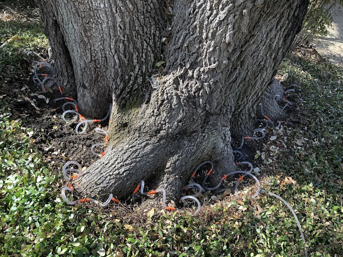 Detailed Tree Cabling and Bracing job site in Seelyville