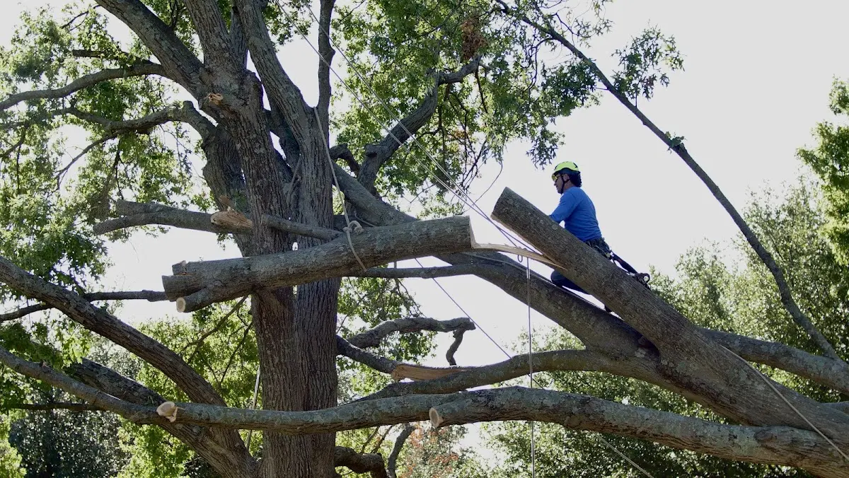 Professional Crown Thinning performed by certified arborists in Seelyville