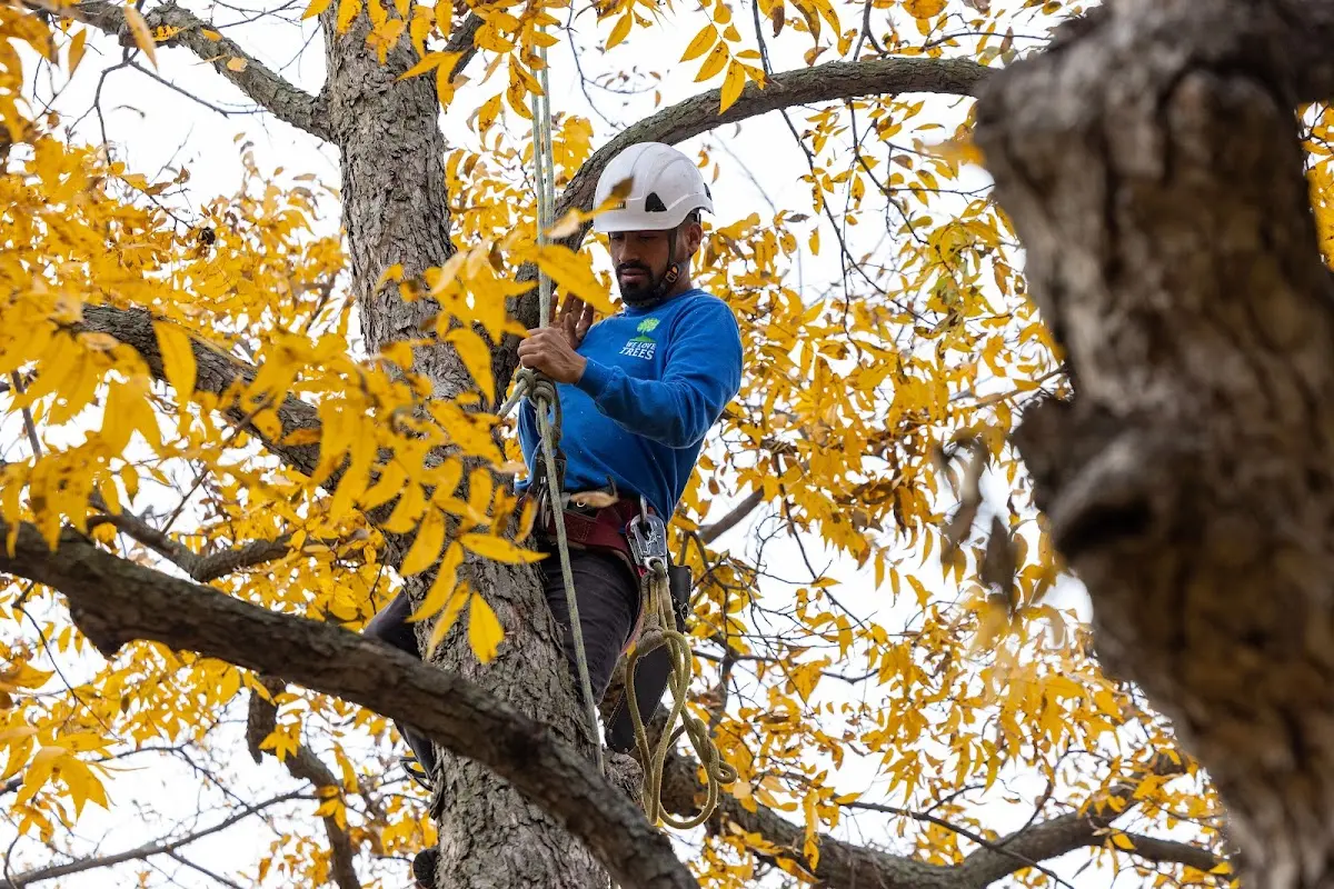 Skilled Tree Pruning crew working in Seelyville